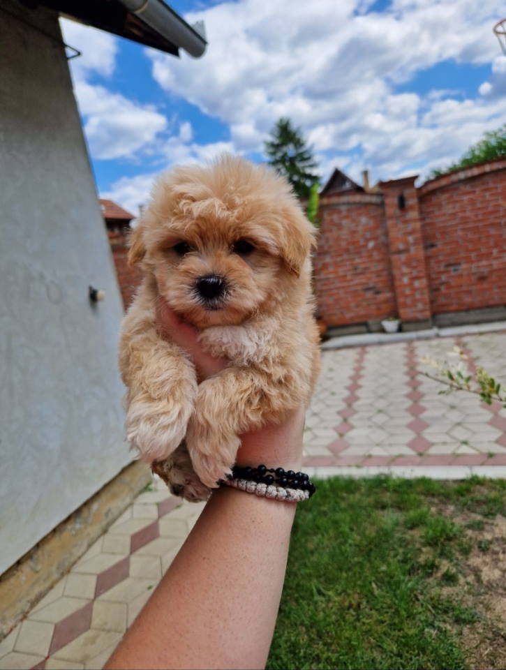 Maltipoo stenci spremni su za preuzimanje