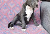Pitbul Blue Nose stenci
