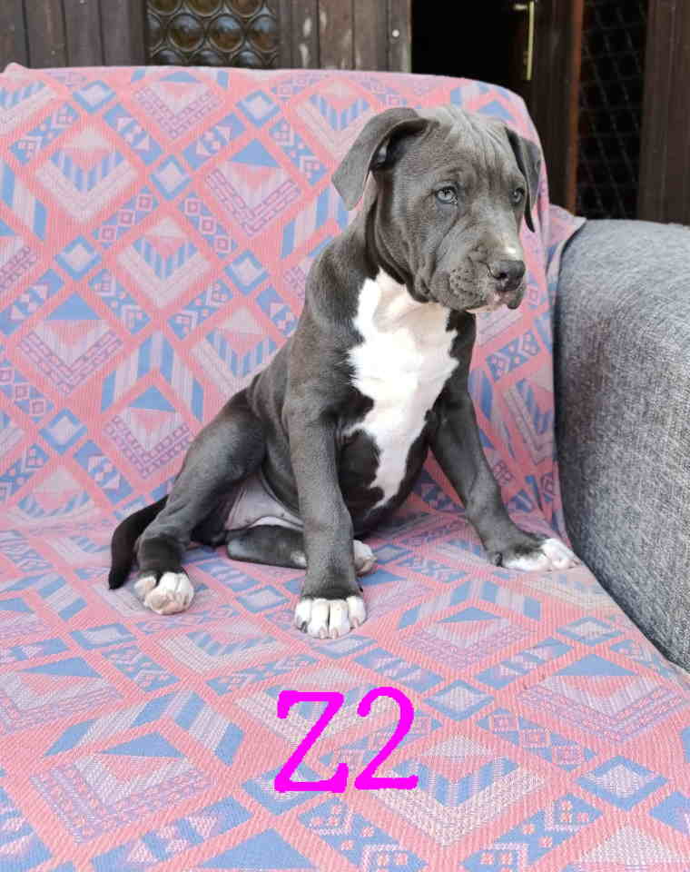 Pitbul Blue Nose stenci