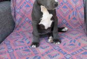 Pitbul Blue Nose stenci