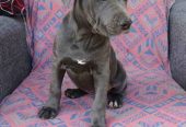 Pitbul Blue Nose stenci