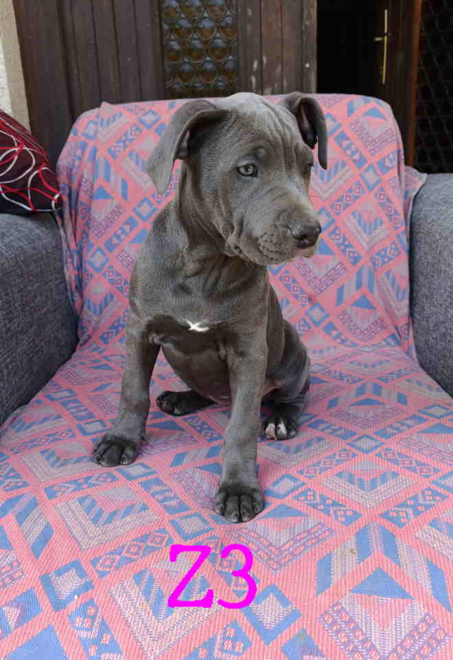 Pitbul Blue Nose stenci