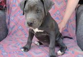 Pitbul Blue Nose stenci