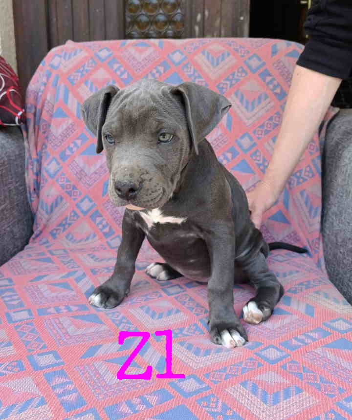 Pitbul Blue Nose stenci