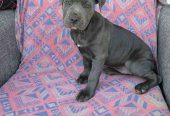 Pitbul Blue Nose stenci