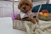 Toy pudle maleni mečići spremni za preuzimanje