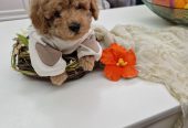 Toy pudle maleni mečići spremni za preuzimanje