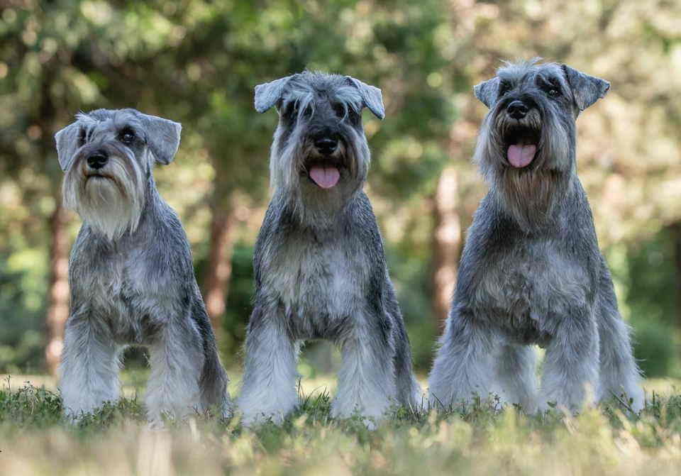Patuljasti Snauceri biber so
