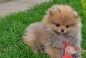 Pomeranski Špic štenci