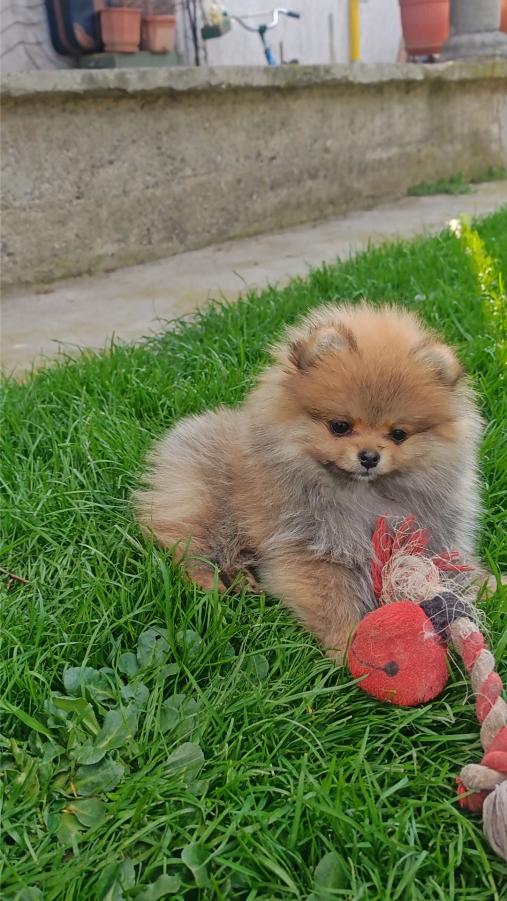 Pomeranski Špic štenci