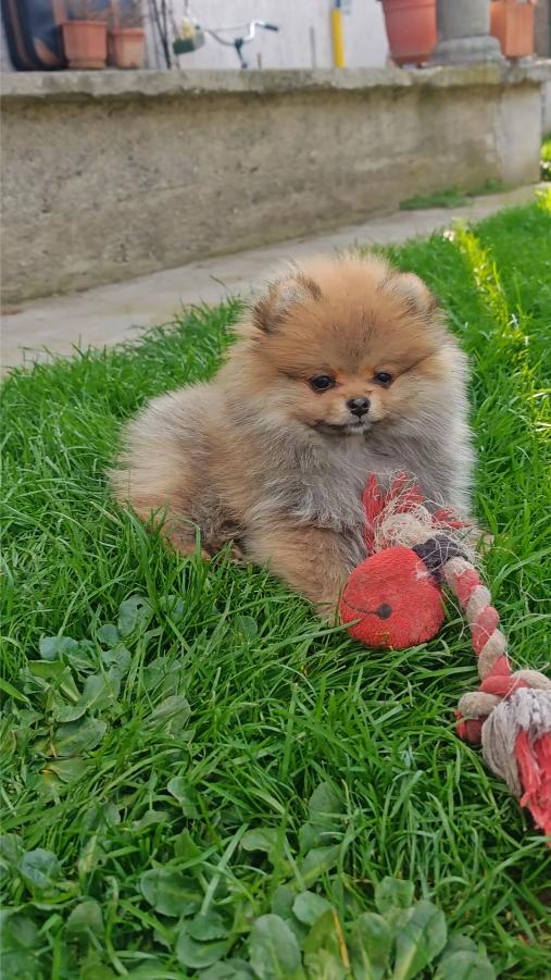 Pomeranski Špic štenci