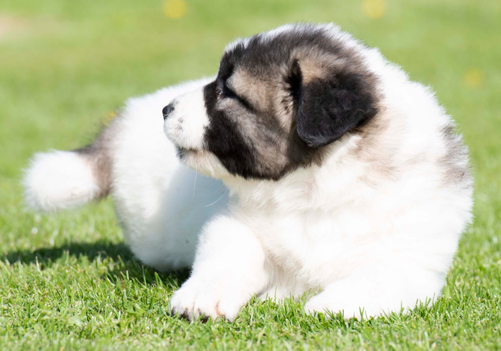 Kavkaski Ovčar štenci