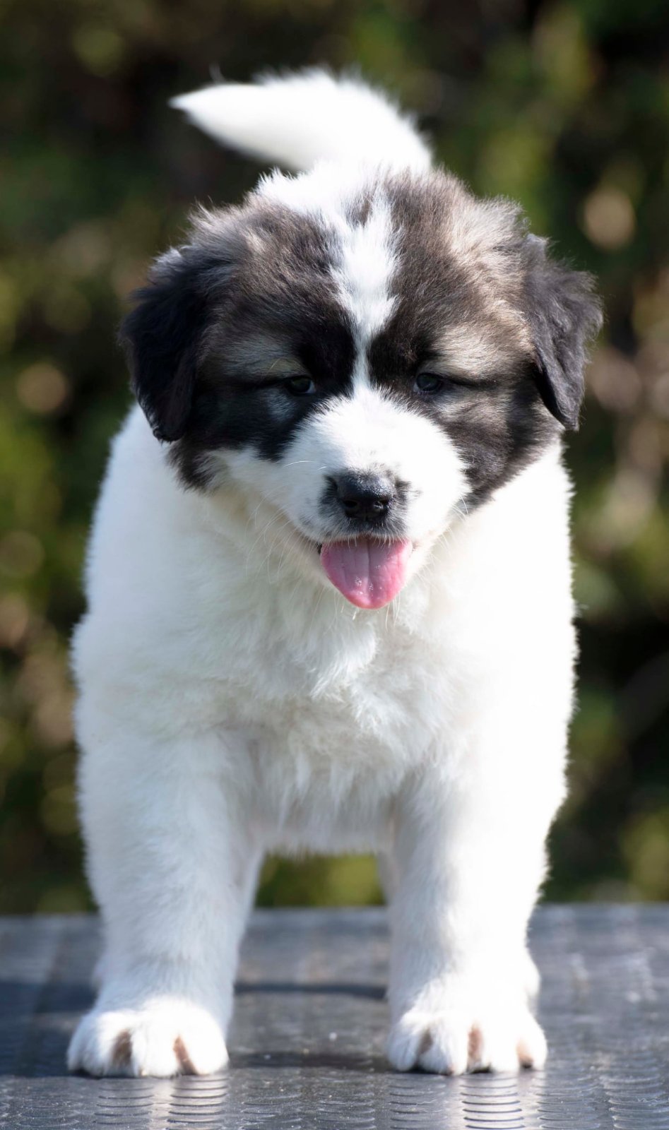 Kavkaski Ovčar štenci