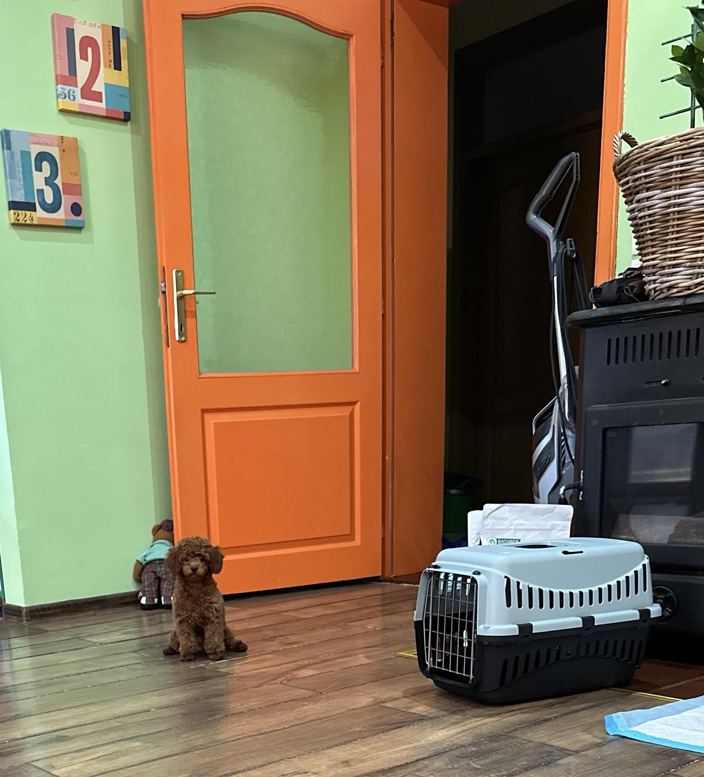 Toy Pudle na prodaju