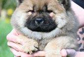 Chow Chow Cau Cau Čau Čau