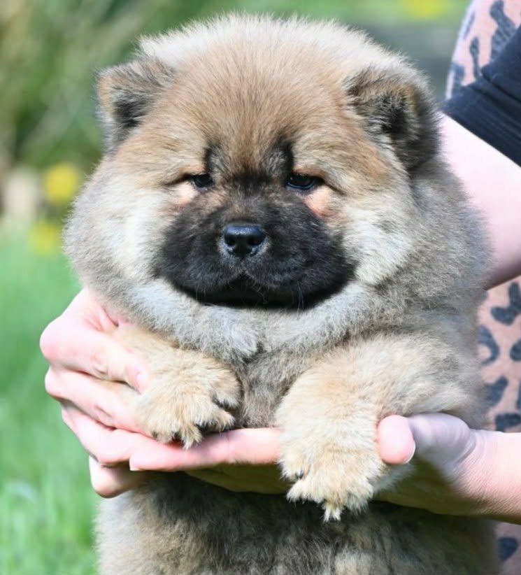 Chow Chow Cau Cau Čau Čau