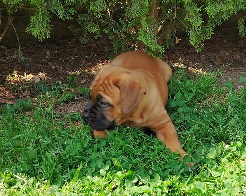 Štenci Bullmastiffa