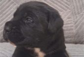 Kane Korso prelepi štenci