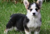 Velski korgi/Welsh Corgi Pembroke
