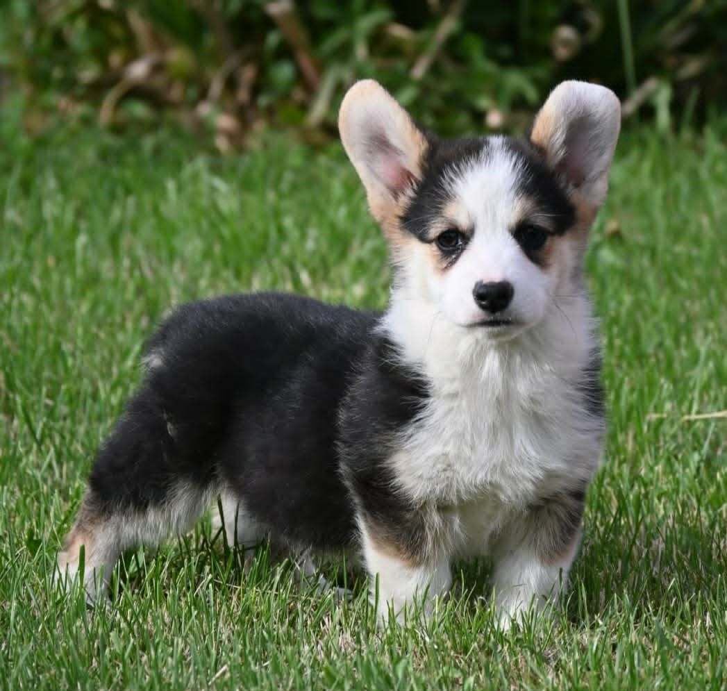 Velski korgi/Welsh Corgi Pembroke