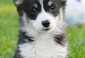 Velski korgi/Welsh Corgi Pembroke