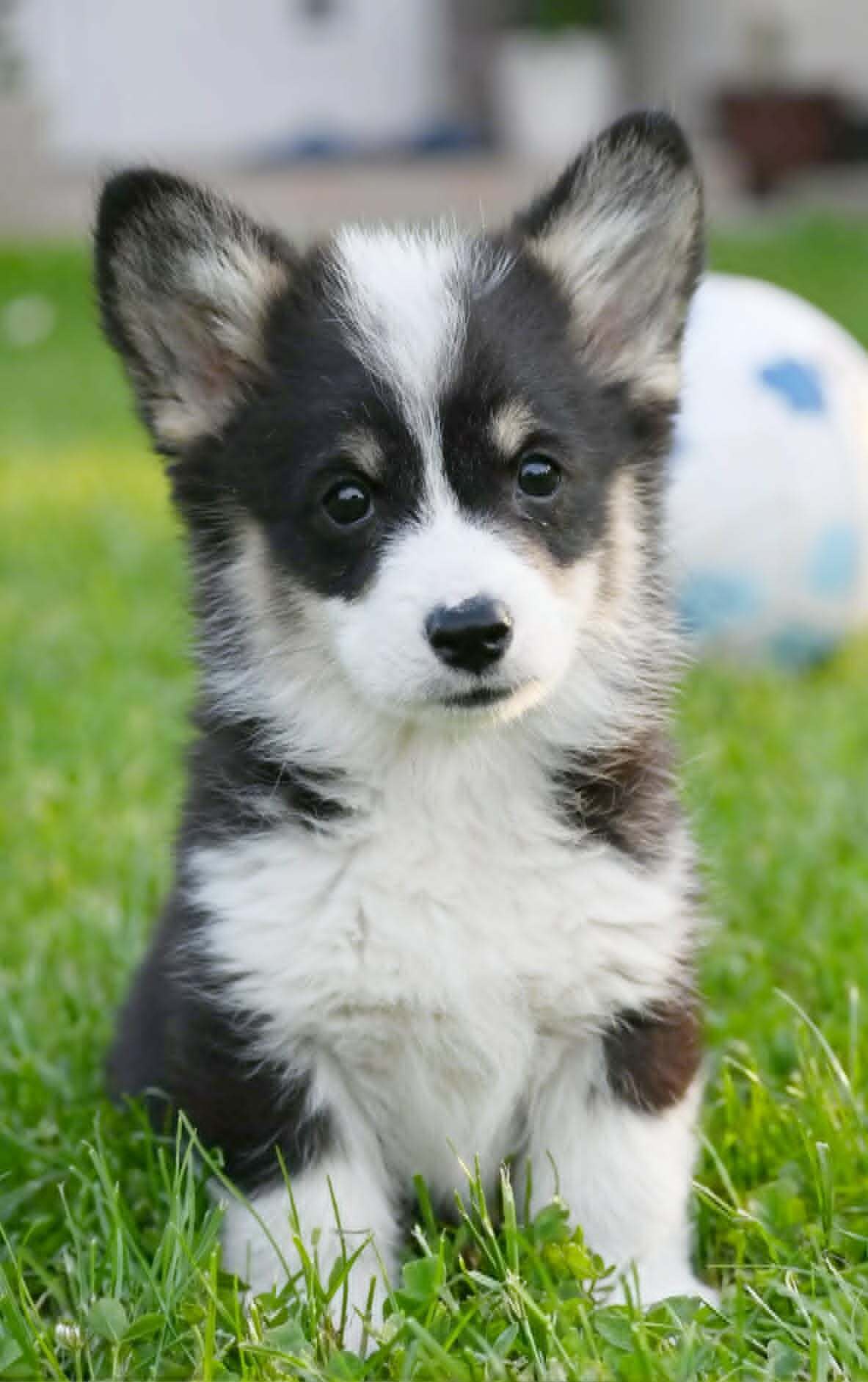 Velski korgi/Welsh Corgi Pembroke