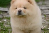 Chow Chow Cau Cau Čau Čau