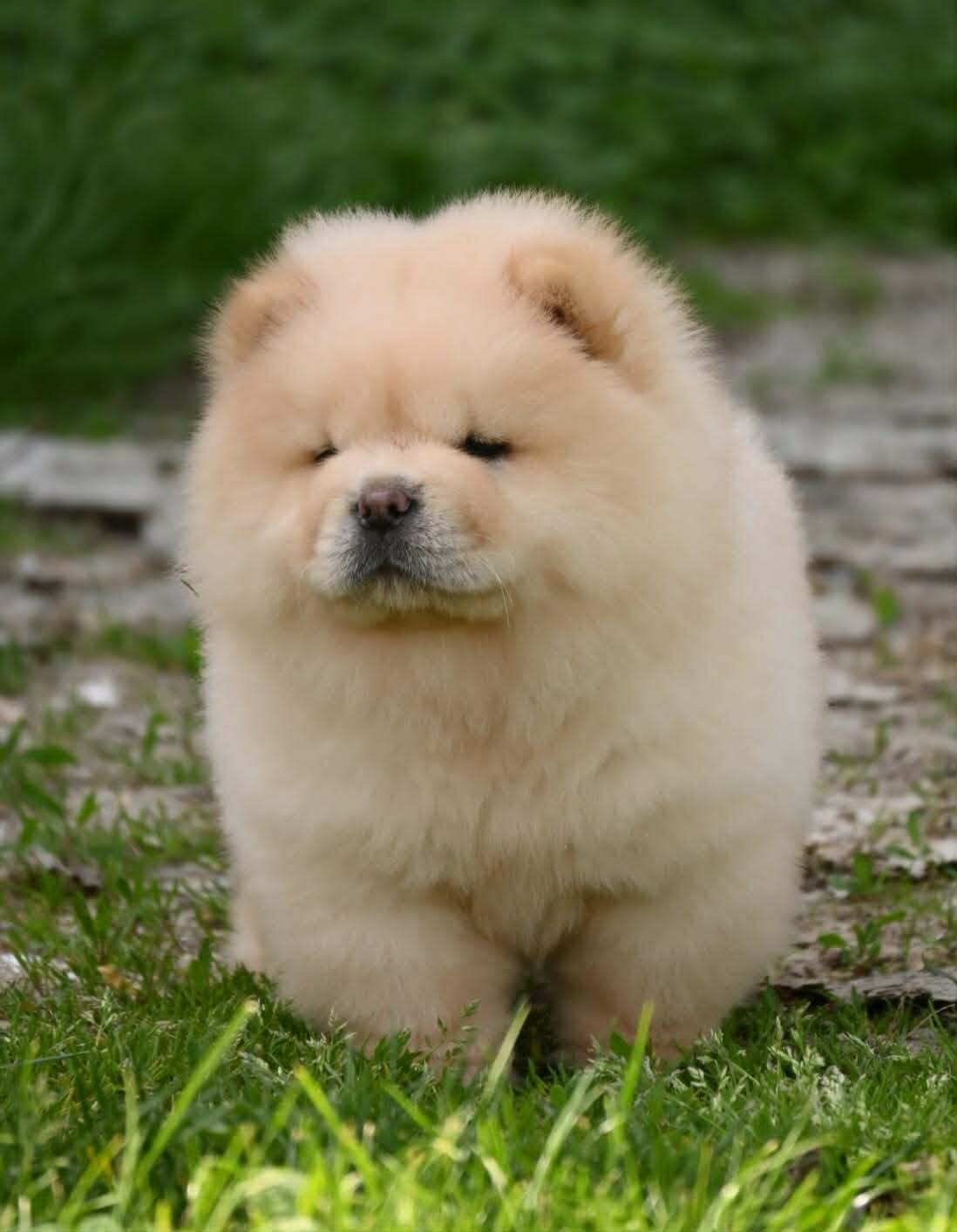 Chow Chow Cau Cau Čau Čau