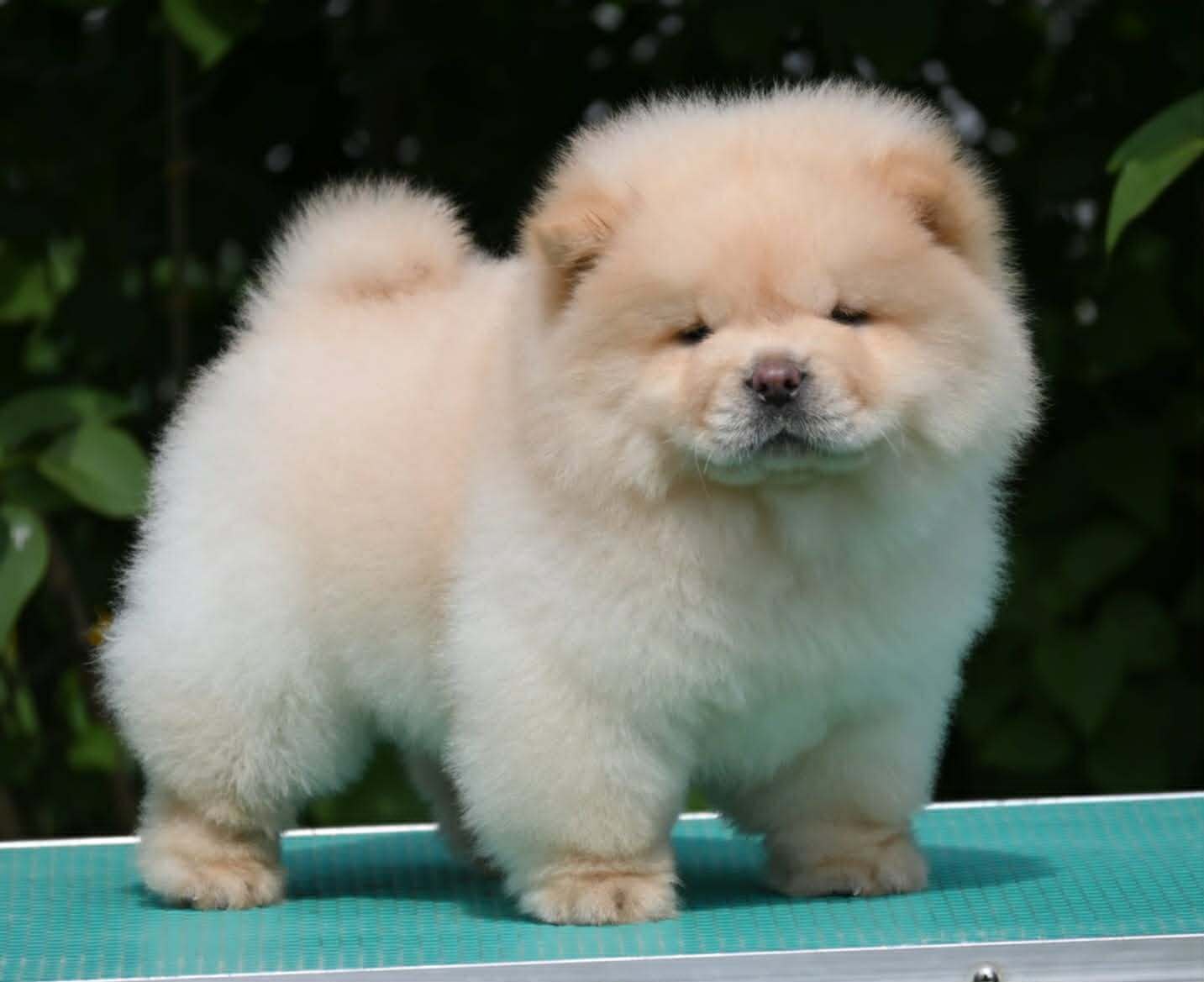 Chow Chow Cau Cau Čau Čau