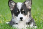 Velski korgi/Welsh Corgi Pembroke