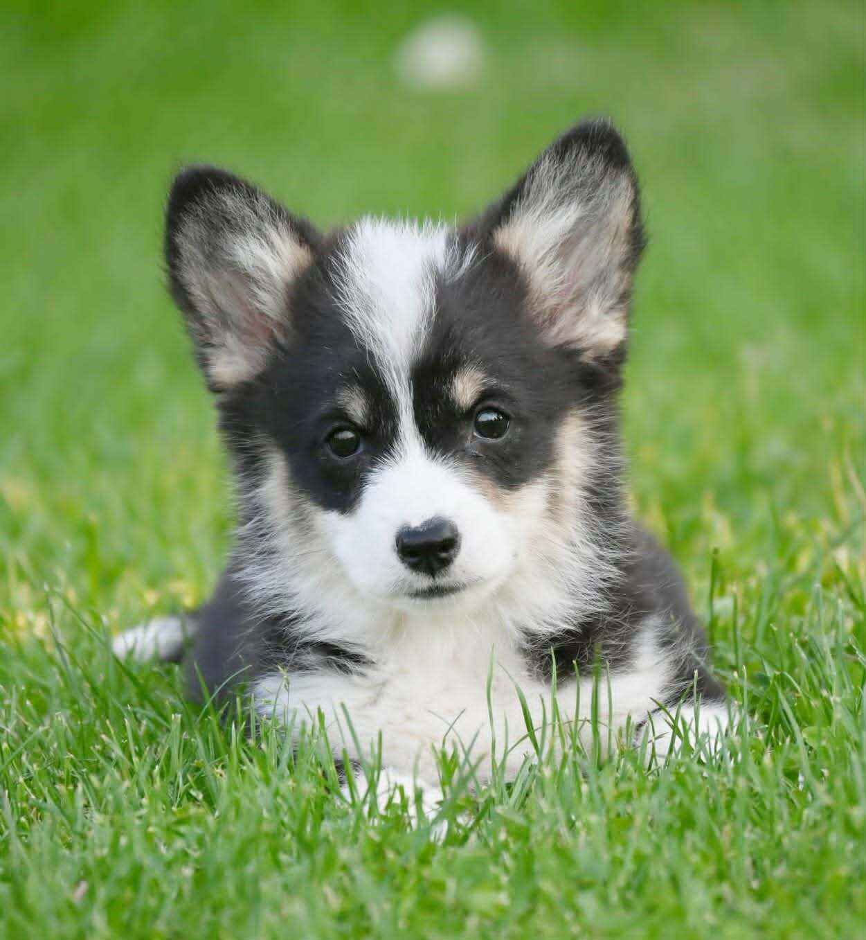 Velski korgi/Welsh Corgi Pembroke