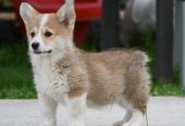 Velski korgi/Welsh Corgi Pembroke