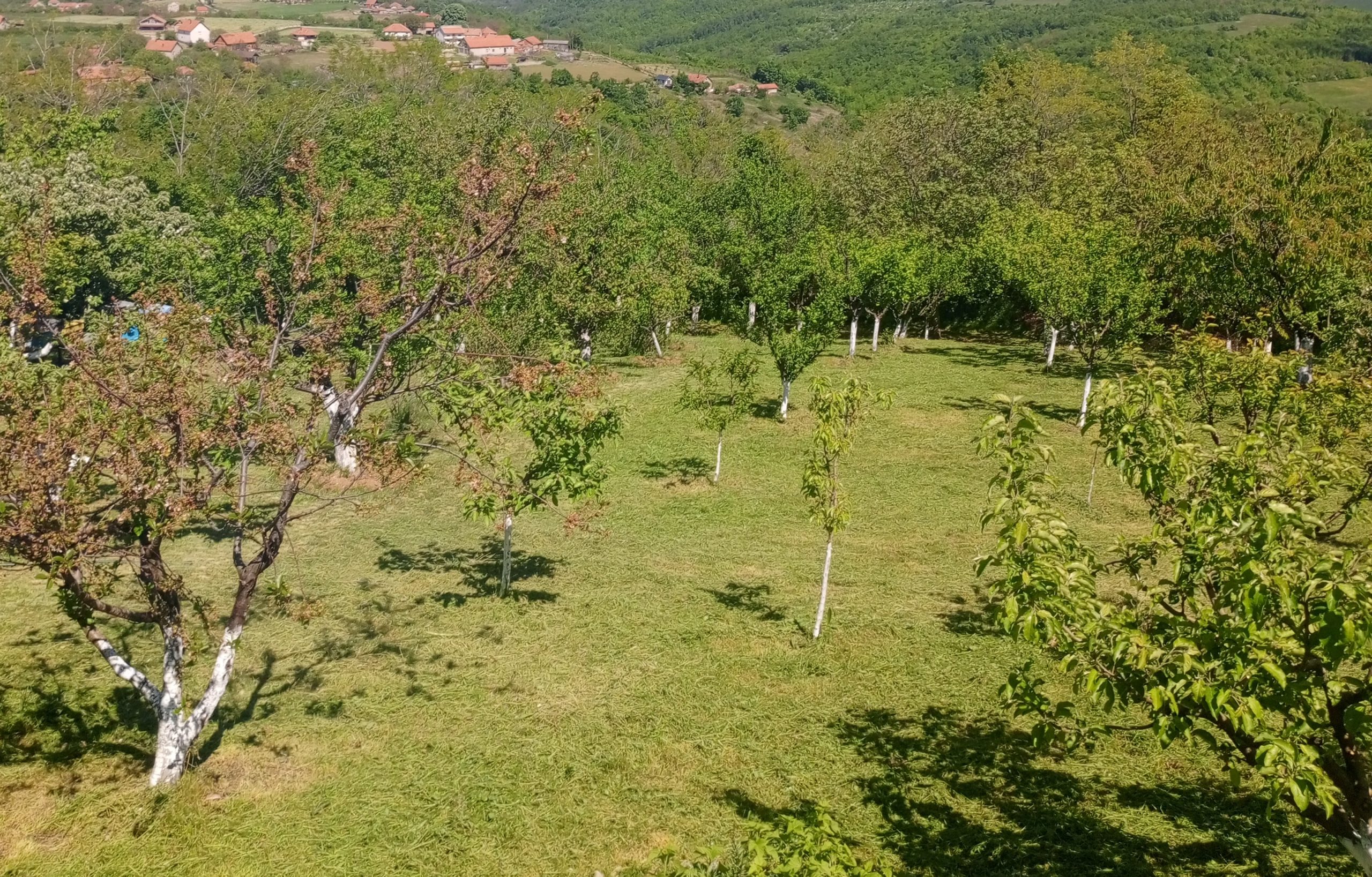 Košenje placeva, održavanje dvorišta i svih travnatih površina i redovno održavanje trimerom, dvorišta, placeva, vikendica, imanja. Radim na teritoriji Kragujevca i okoline .Za sve dodatne informacije kontaktirajte nas putem mobilnog telefona 0637661148