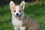 Velski korgi/Welsh Corgi Pembroke