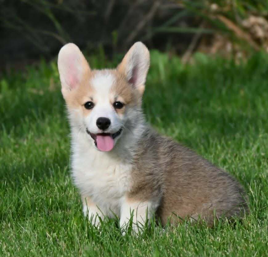 Velski korgi/Welsh Corgi Pembroke