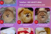 Pomeranac odgajivačnica na prodaju