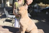 CANE CORSO prelepi štenci