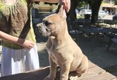 CANE CORSO prelepi štenci