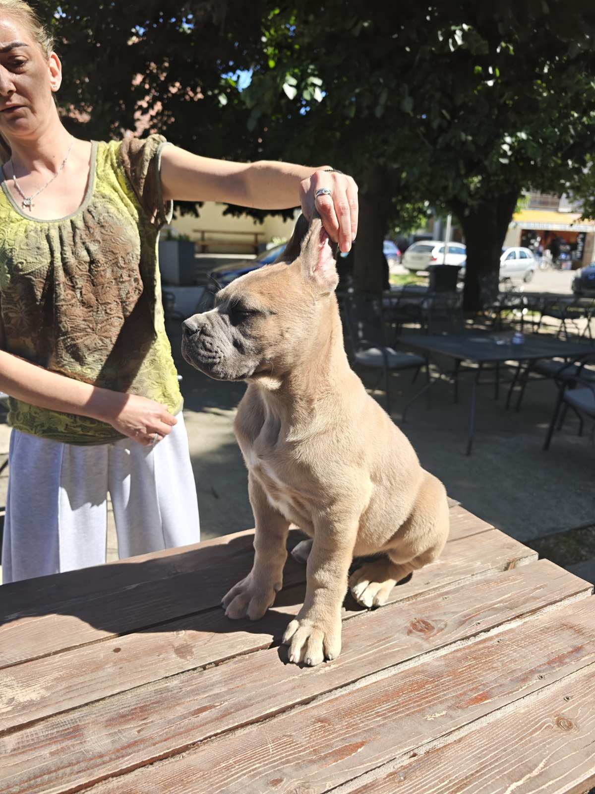 CANE CORSO prelepi štenci