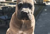 CANE CORSO prelepi štenci