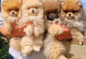 Najlepsi Pomeranci Boo