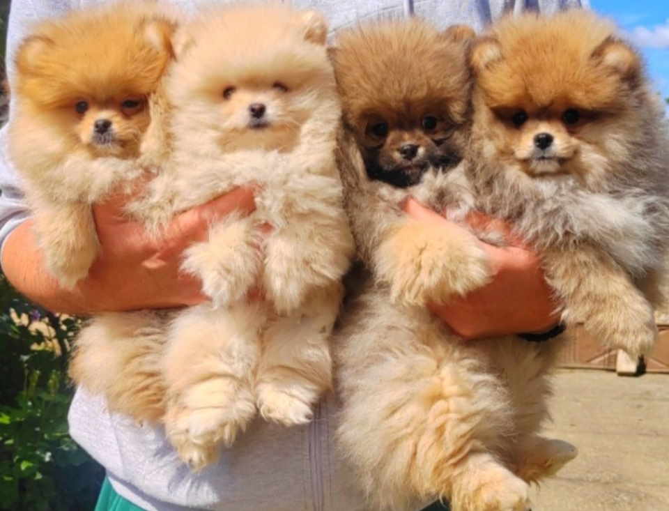 Najlepsi Pomeranci Boo