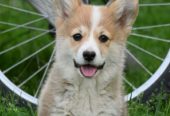 Velski korgi/Welsh Corgi Pembroke