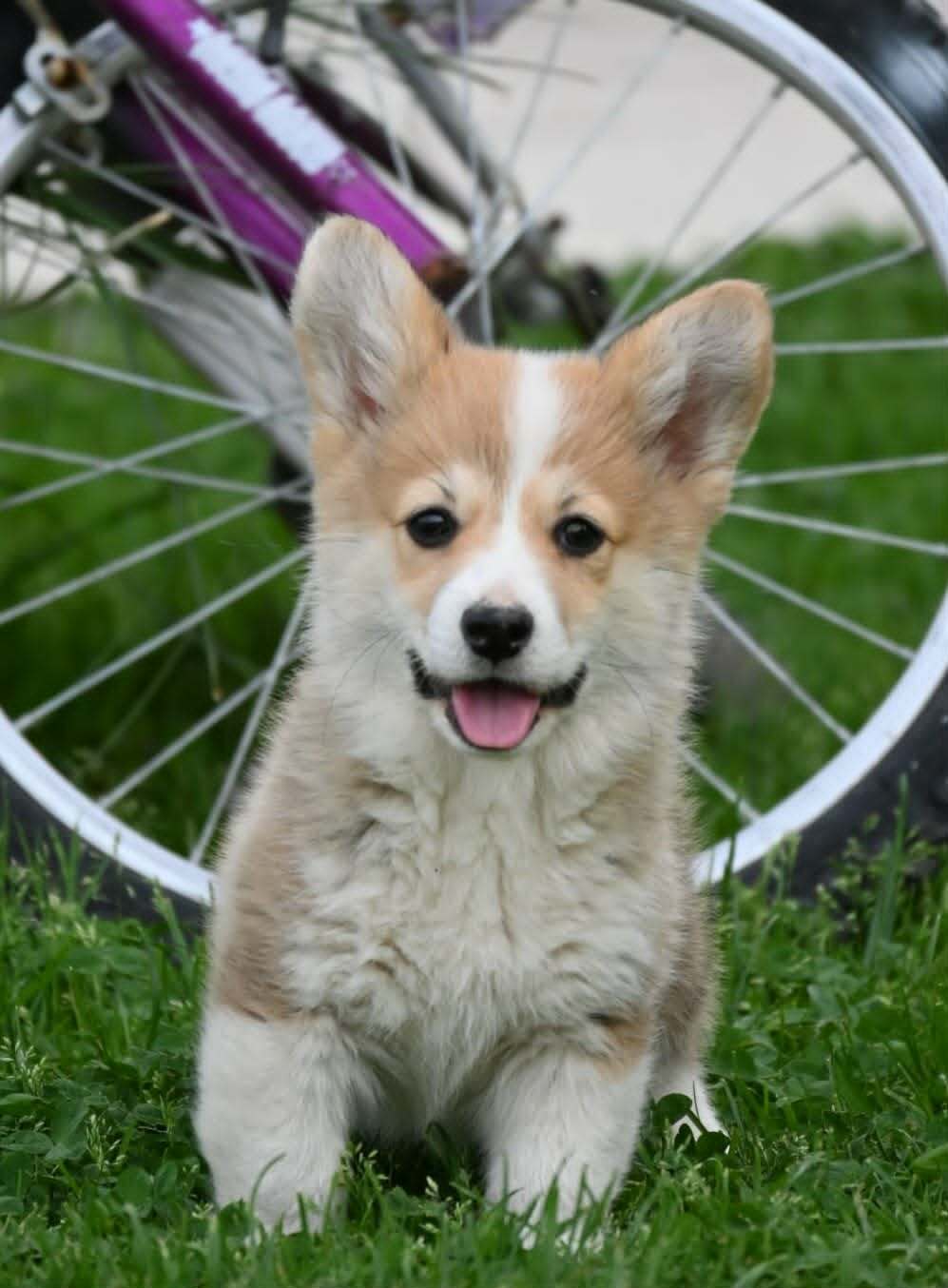 Velski korgi/Welsh Corgi Pembroke