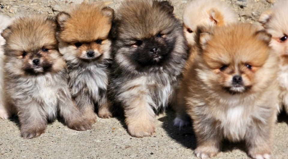 Najlepsi Pomeranci Boo