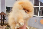 Najlepsi Pomeranci Boo