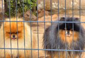 Najlepsi Pomeranci Boo