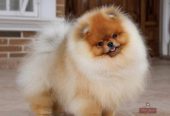 Najlepsi Pomeranci Boo