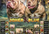 American Bully Ženka je stara 15 meseci