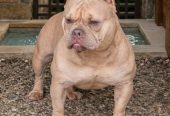 American Bully Ženka je stara 15 meseci